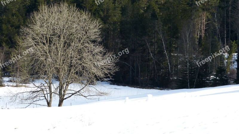 Black Forest Forest Winter Snow Tree