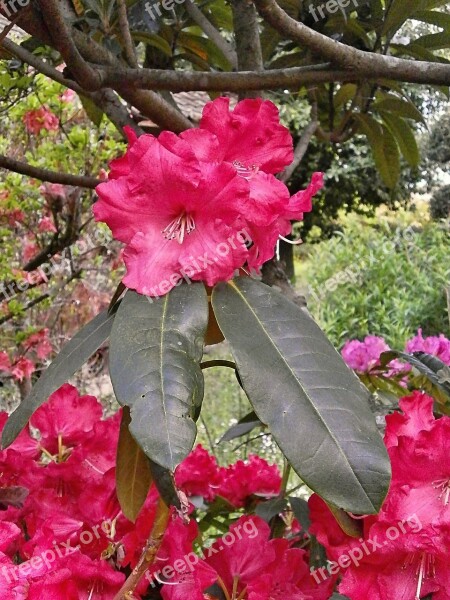 Rhododendron Rhododendrons Ericaceae Spring Flowers Red Flowers