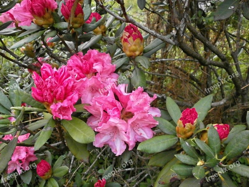 Rhododendron Rhododendrons Ericaceae Spring Flowers Pink Flower