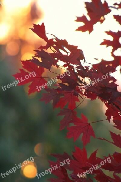 Fall Autumn Leaf Tree Fall Colors