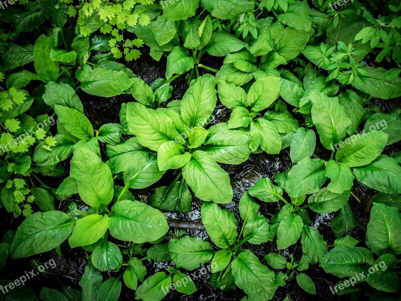 Large Broad Leaf Plant Leaves Lush Colorful Green Nature Foliage