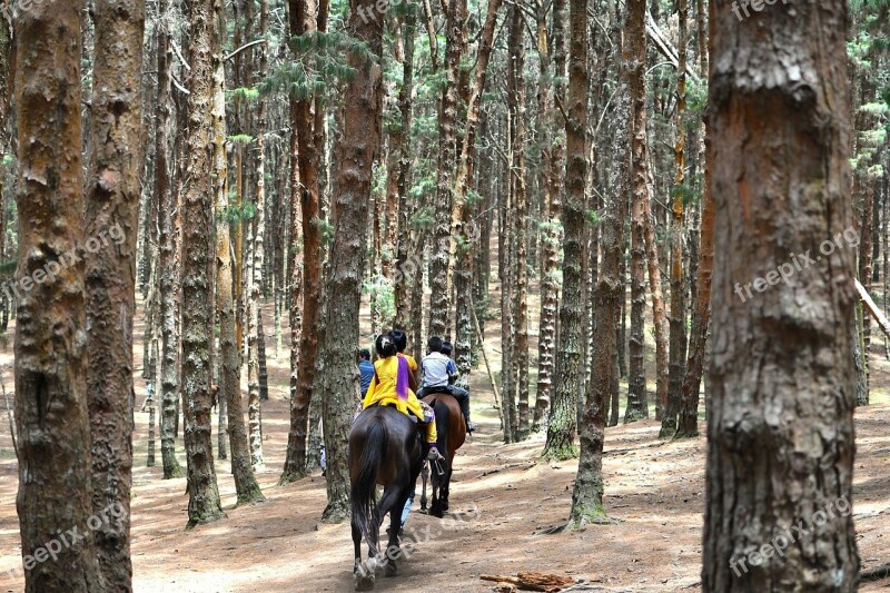 Horseback Riding Equestrian India Pine Trees Forest