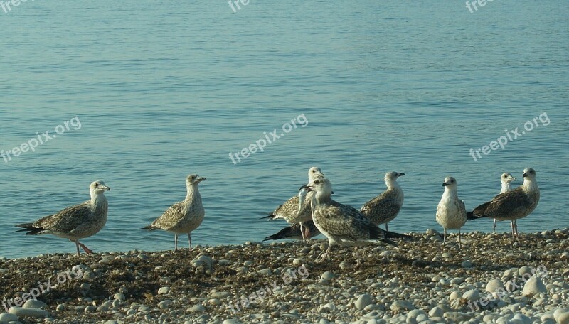 Seagulls Sea Beach Birds Landscape