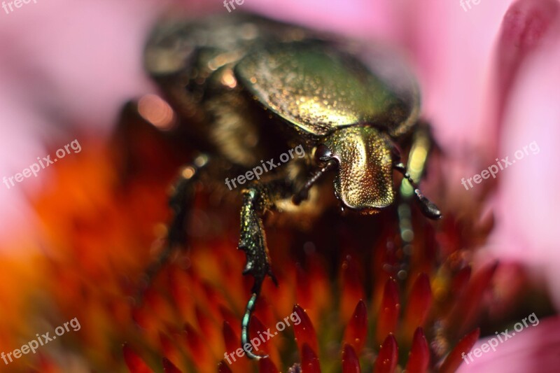 Beetle Maisky Macro Photography Insect Flower