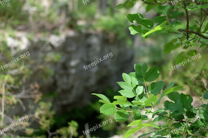 Foliage Leaves Nature Tree Green