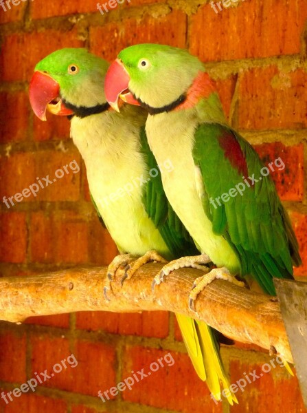 Parrots Tropical Birds Couple Wildlife