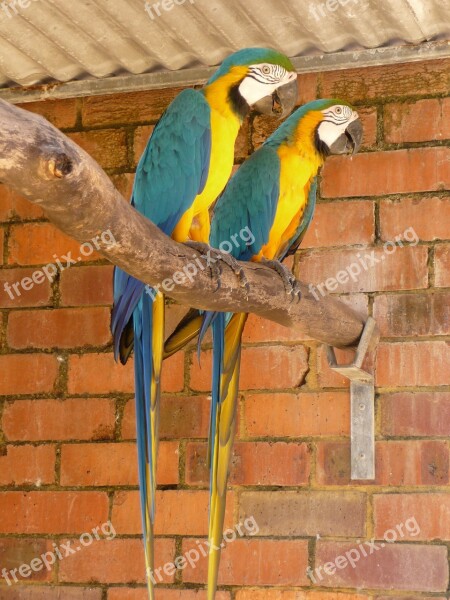 Parrots Tropical Birds Couple Wildlife