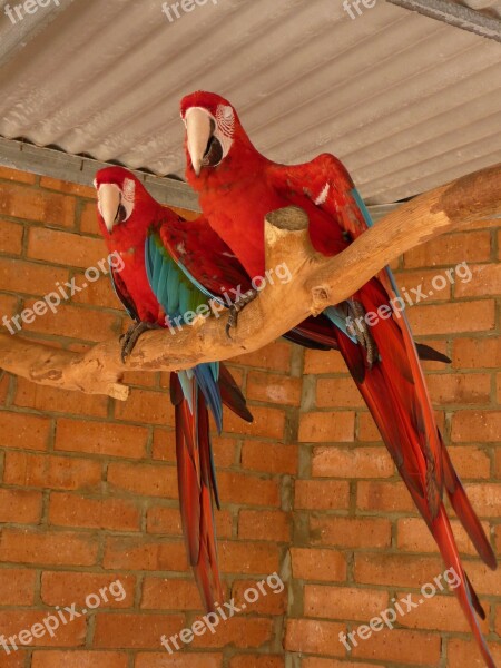 Parrots Tropical Birds Couple Wildlife