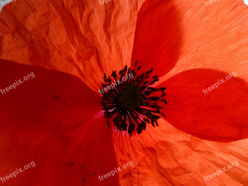 Poppy Red Flower Poppy Flower Blossom