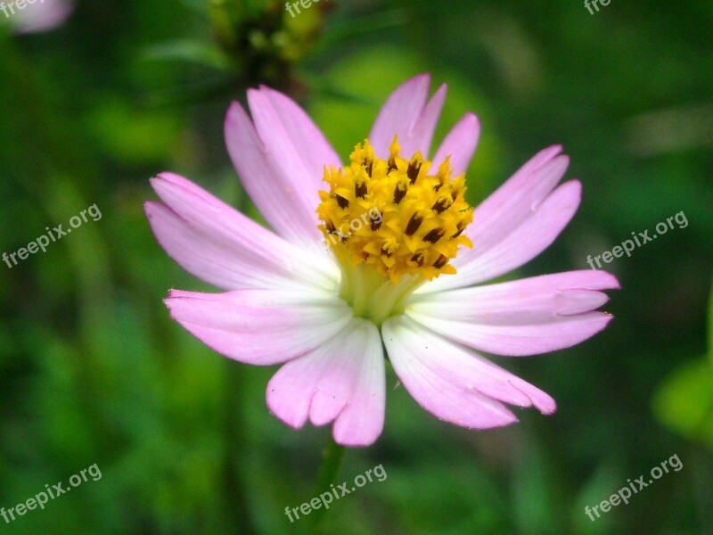 Flowers Marigolds Pink Pistil Yellow