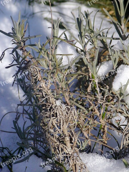 Snow Cover Flower Winter Waiting