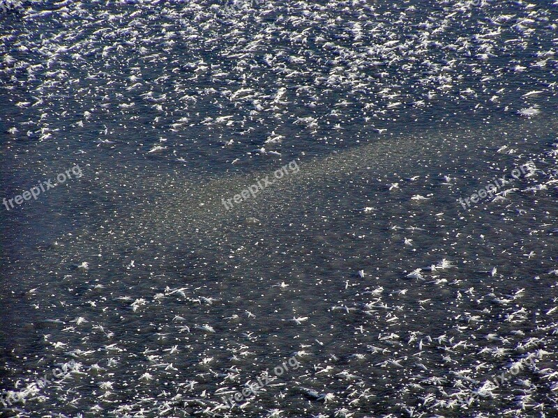 Surface Frost Ice Bits And Pieces Sun