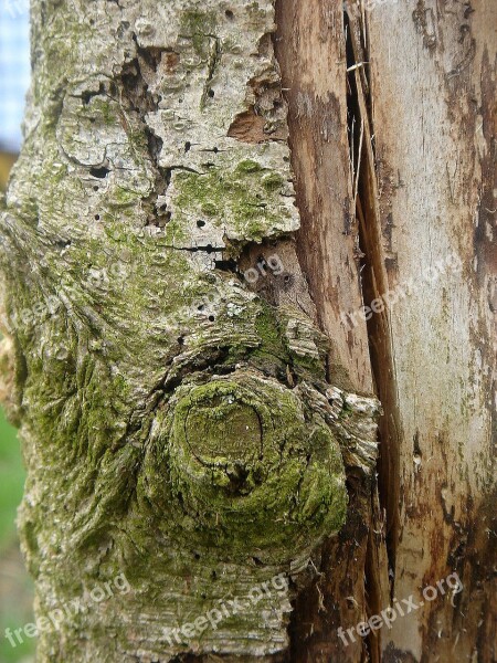 Tree Old Bark Face Form