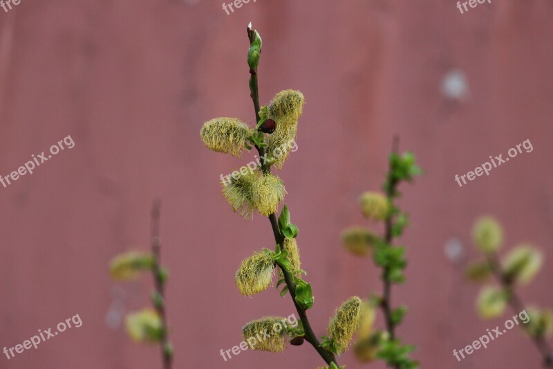 Willow Catkin Yellow Green Rust Faded