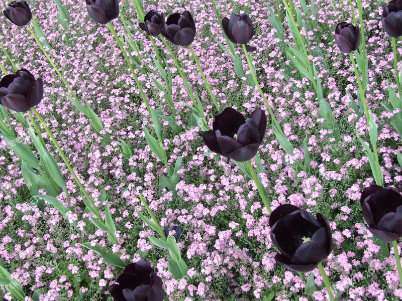 Black Tulips Tulips Field Of Flowers Spring Flower Free Photos