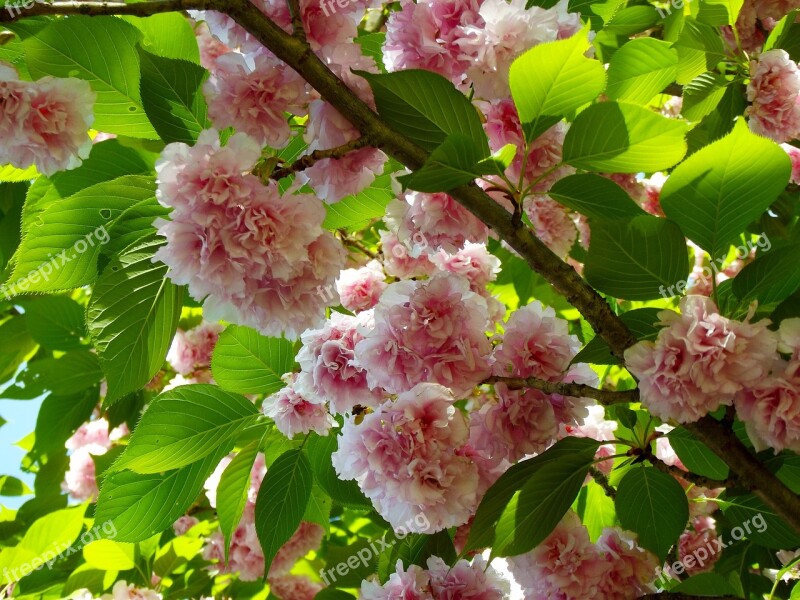 Cherry Tree Blossoms Flowers Spring Pink