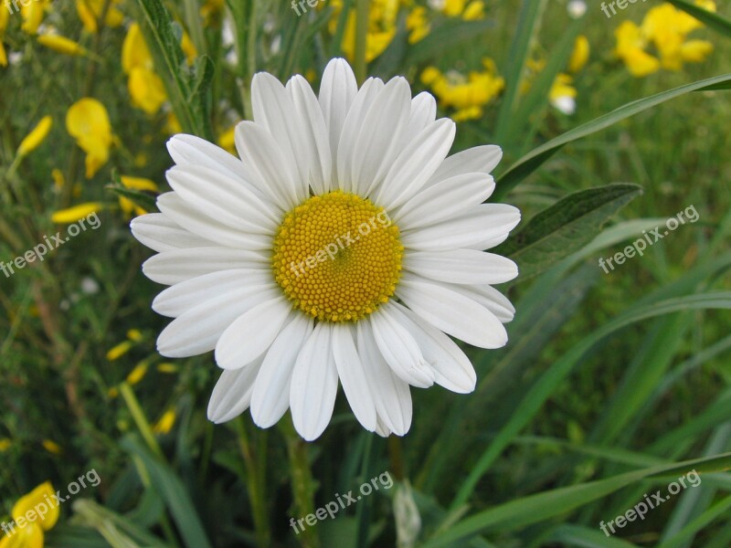 Marguerite Daisy Yellow White Bloom Blossom