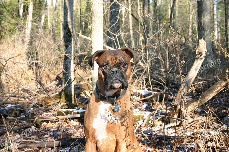 Dog Boxer Sitting Woods Canine