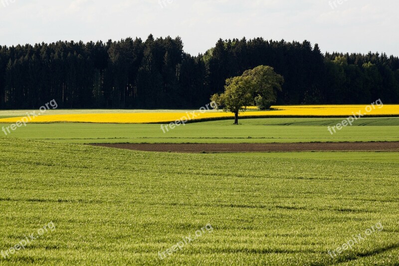 Oilseed Rape Agricultural Operation Yellow Field Harvest