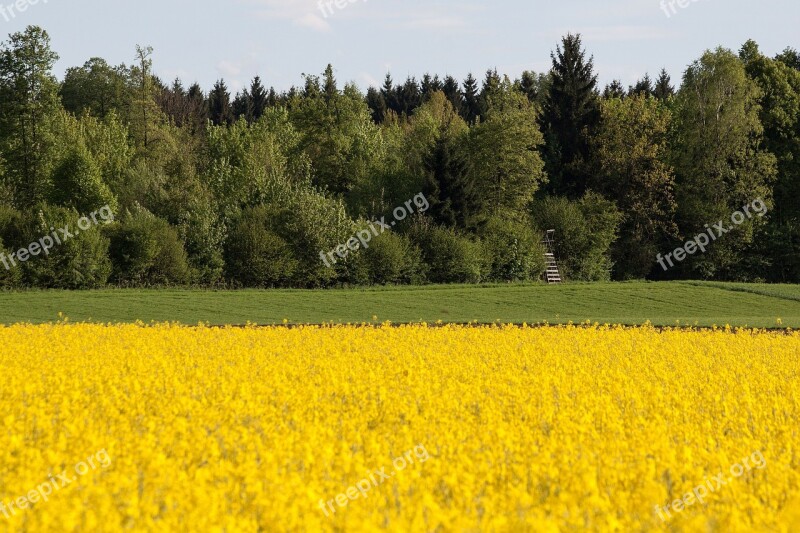 Oilseed Rape Agricultural Operation Yellow Field Harvest