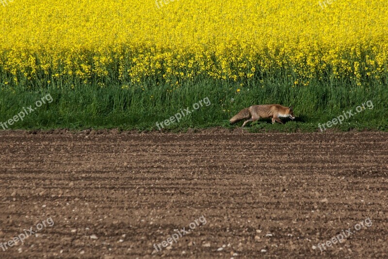 Fuchs Red Fox Vulpes Vulpes Reddish Brown