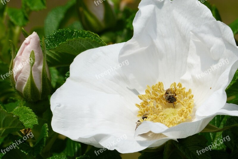 Hermanus Flowers White In The Early Summer Bee