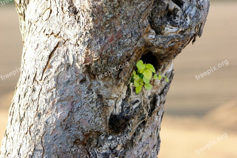 Tree Tree Stump Green Live Dead Plant