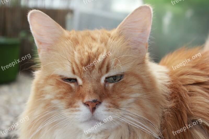 Cat Red Red Tabby Face Close Up