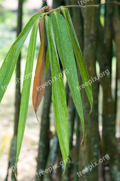 Live Leaf Hope Garden Nature