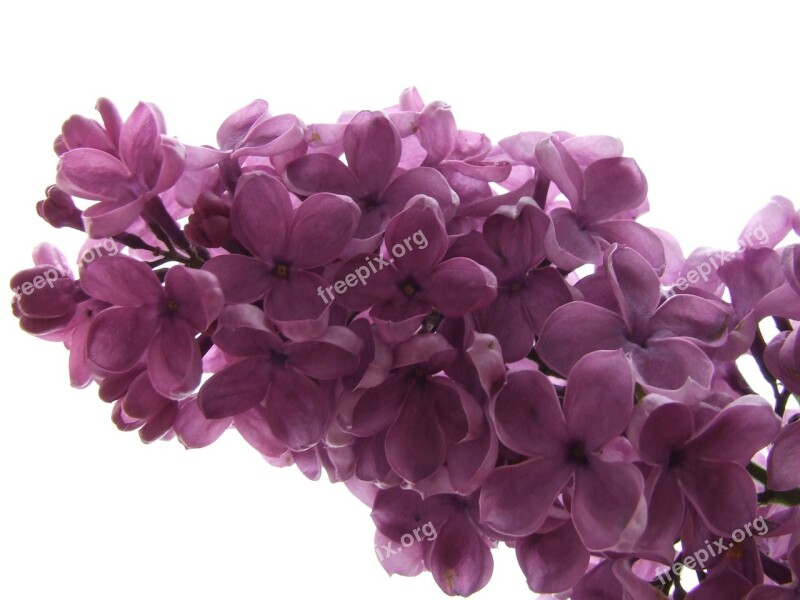 Lilac Lilac Branch Blossom Bloom Fragrant