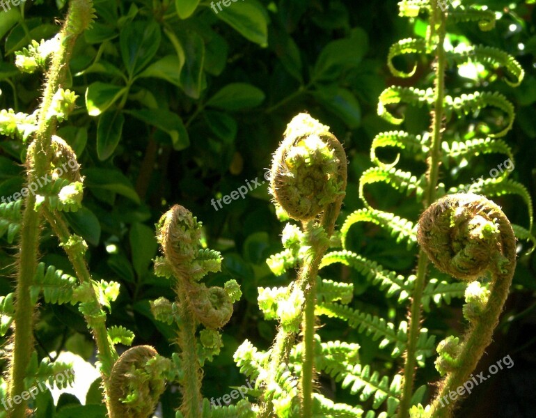 Fern Leaf Fern Green Plant Forest