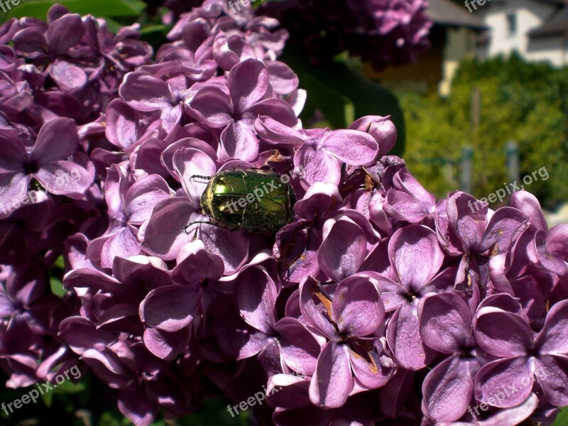 Rose Beetle Shiny Rose Gold Beetle Beetle Common Rose Beetle Iridescent