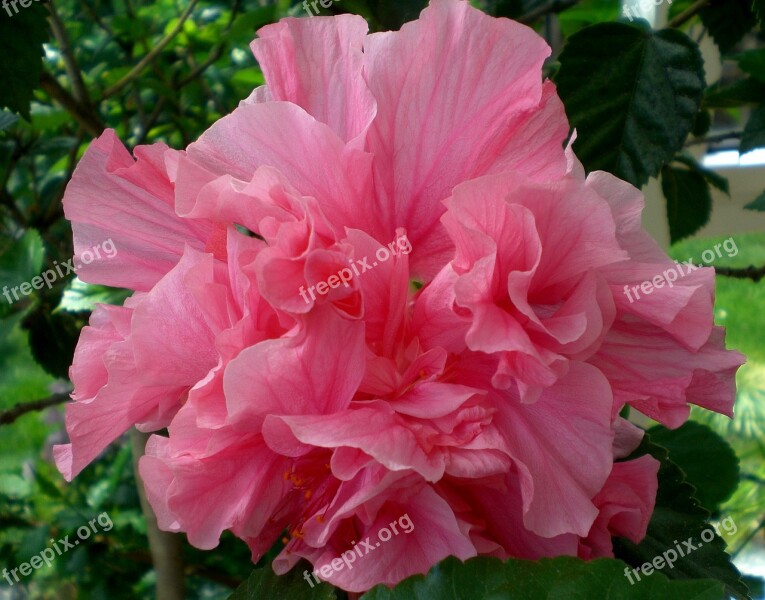 Hibiscus Blossom Bloom Flower Plant