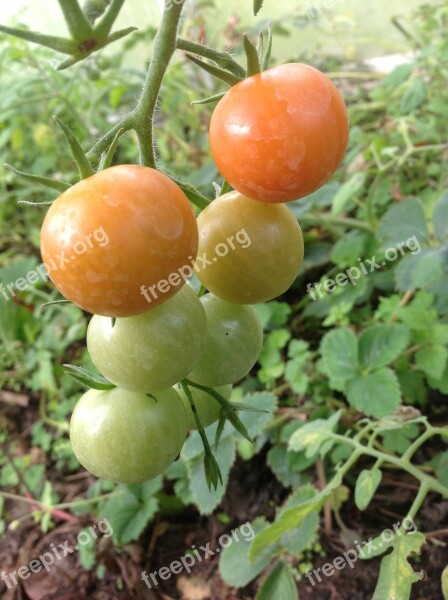 Tomato Vegetable Cash Free Photos