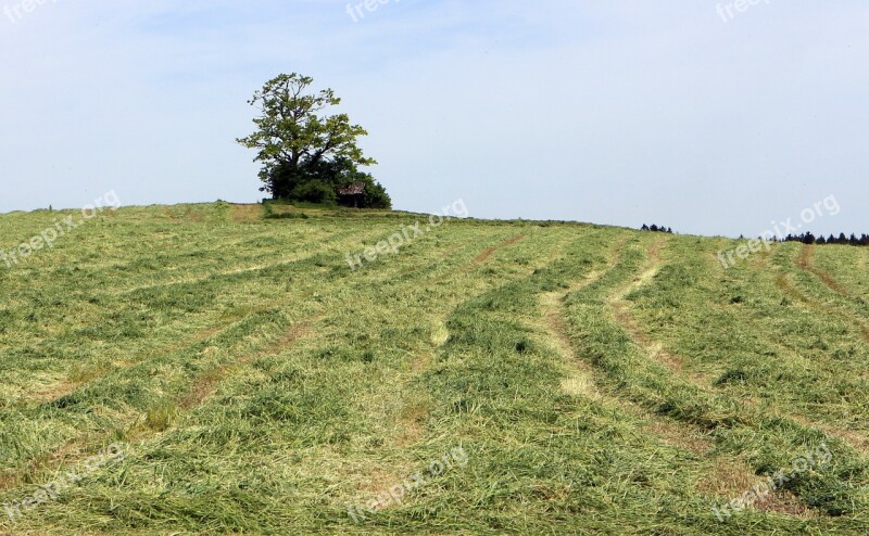 Hill Meadow Field Grass Wide