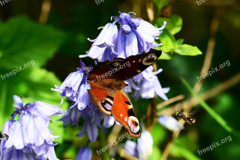 Peacock Butterfly Inachis Io Flying Leaf-cutter Bee Flying Megachile Centuncularis Spanish Bluebell