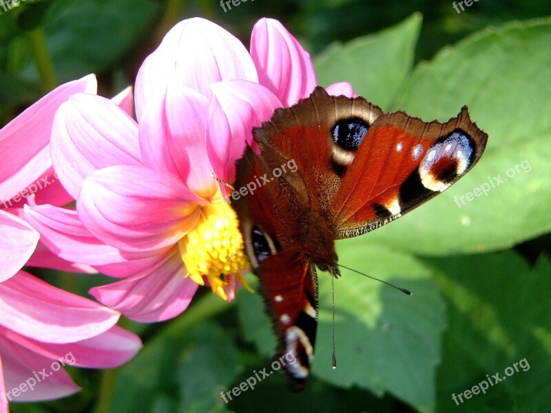 Butterfly Insect Close Up Flower Dahlia