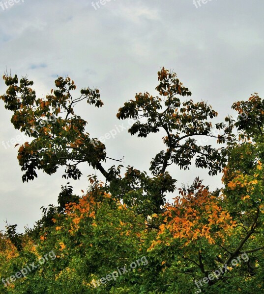 Autumn Tree Tree Autumn Leaves Yellowing