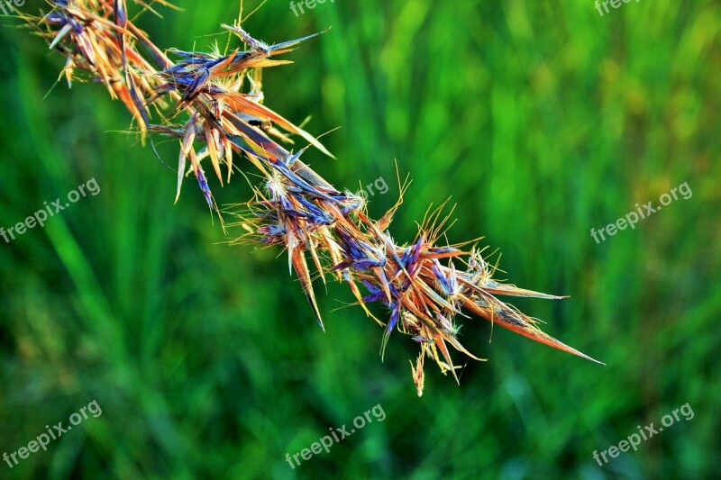 Red Grass Grass Red African Wild