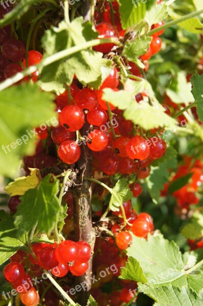 Currant Red Bush The Plot Plant