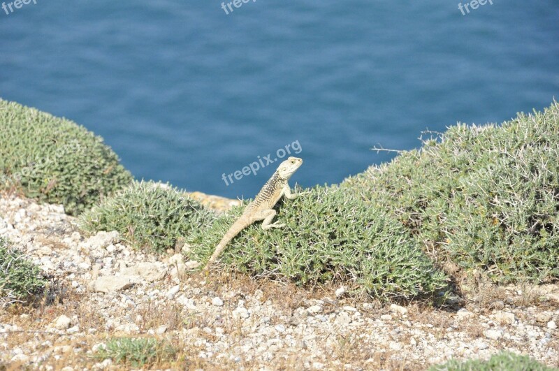 Sea Island Iguana Reptile Nature