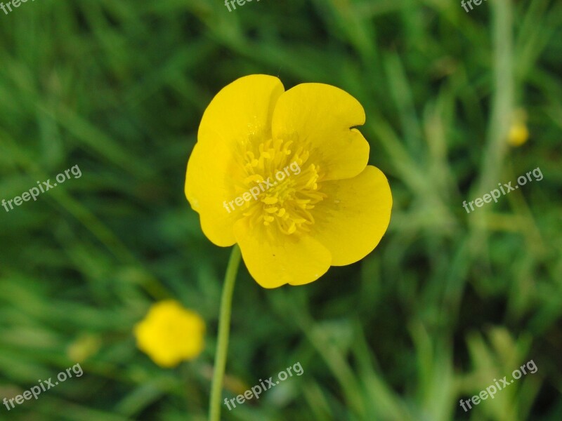 Buttercup Close Up Summer Yellow Spring