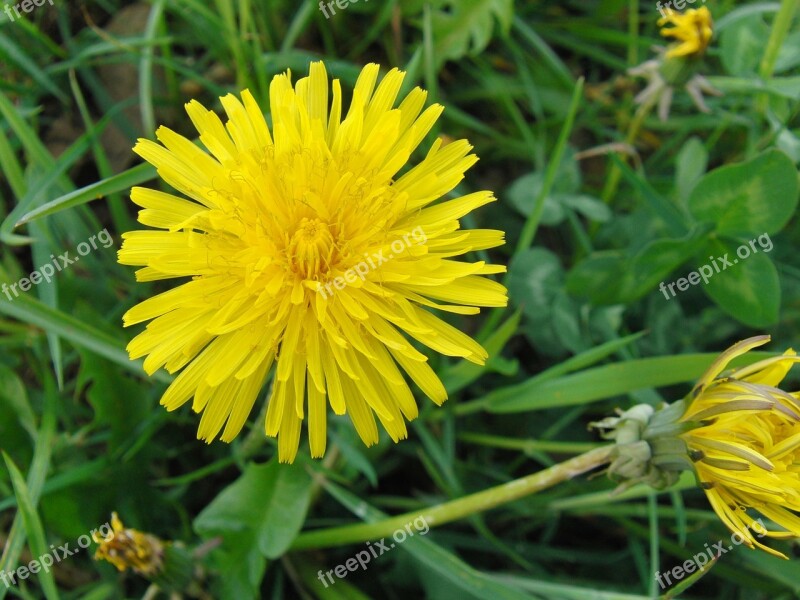 Common Dandelion Dandelion Yellow Flower Natural Plant