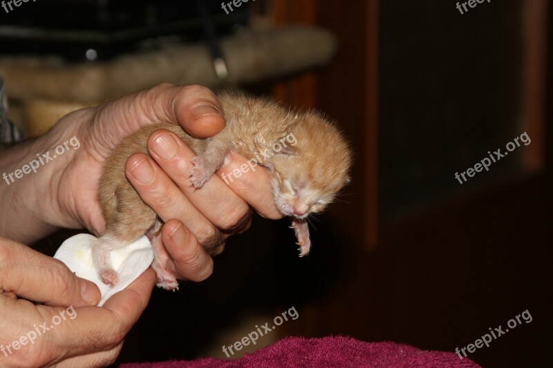 Cat Puppy Young Cat Pet Playful