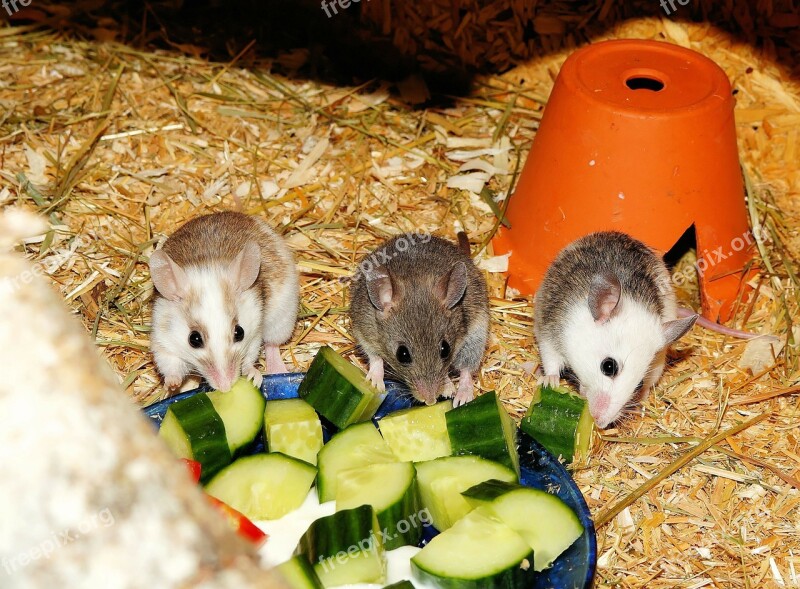 Mastomys Mice Rodents Society Cute