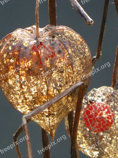 Chinese Lanterns Autumn Autumn Decoration Autumn Sun Orange