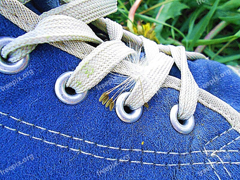 Shoe Blue Shoelace Chmíří Dandelion