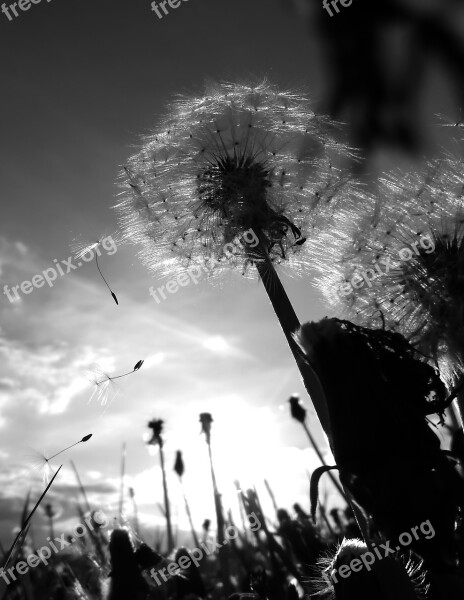 Chmíří Dandelion Flies Dandelions Flower