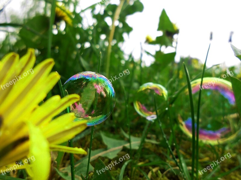 Dandelion Bubbles Tiny Dandelions Garden