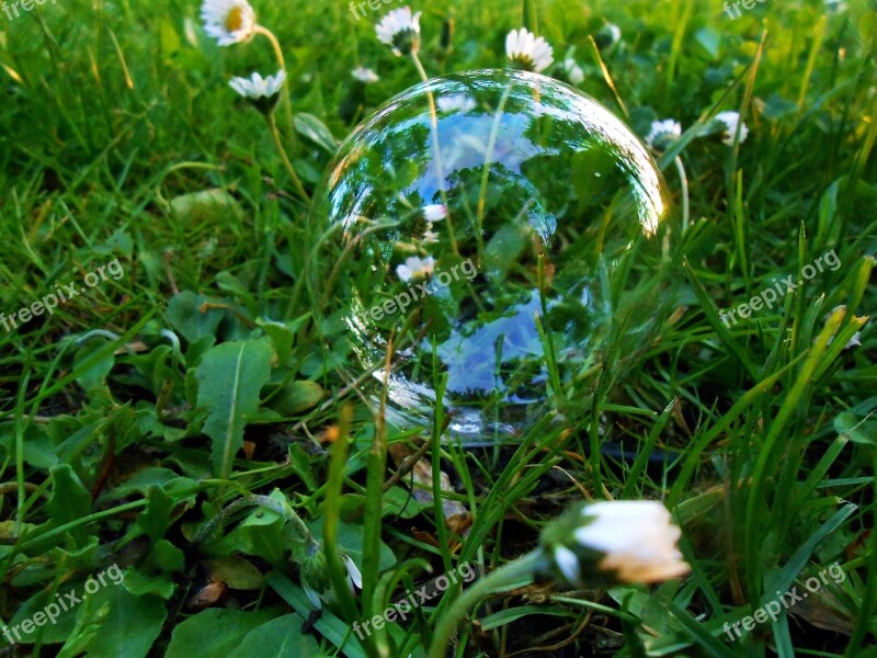 Grass Daisy Daisies Foliage Straws